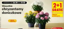 Biedronka Chryzantemy doniczkowe oferta