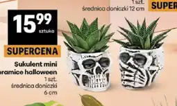 Delikatesy Centrum Sukulent mini w ceramice halloween oferta