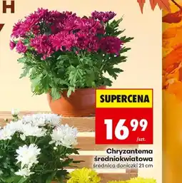 Biedronka Chryzantema oferta