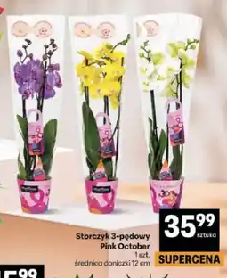Delikatesy Centrum Storczyk 3-pędowy Pink October oferta