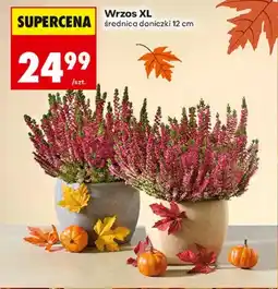 Biedronka Wrzos oferta