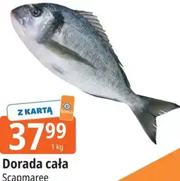 E.Leclerc Dorada cała Scapmaree oferta
