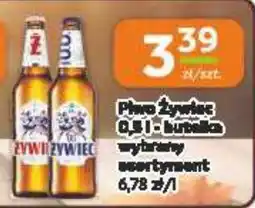 Jaskółka Pivo Żywiec oferta