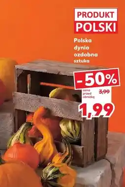 Kaufland Dynia ozdobna polska oferta