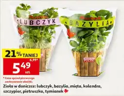 Auchan Zioła w doniczce: lubczyk, bazylia, mięta, kolendra, szczypior, pietruszka, tymianek oferta