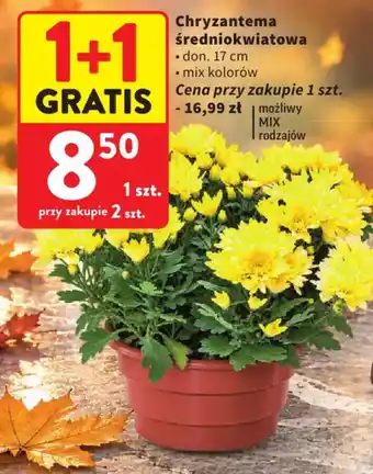Chryzantema średniokwiatowa