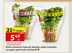 Auchan Zioła Auchan oferta
