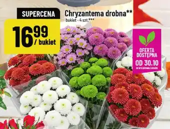 Chryzantema drobna