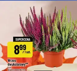 Polomarket Wrzos dwukolorowy oferta