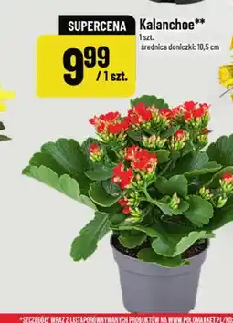 Polomarket Kalanchoe oferta