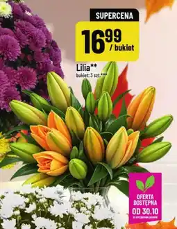 Polomarket Lilia 3-pak oferta