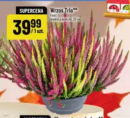 Polomarket Wrzos Trio oferta