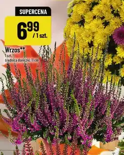 Polomarket Wrzos oferta