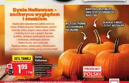 Polomarket Dynia Halloween oferta