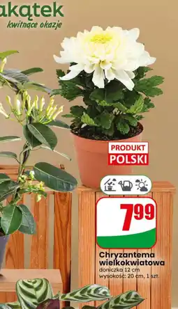 Dino Chryzantema wielkokwiatowa oferta