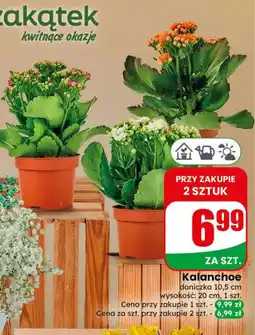 Dino Kalanchoe oferta