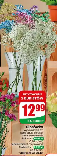 Dino Gipsówka oferta