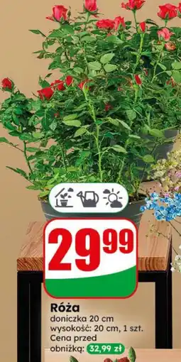 Dino Róża oferta