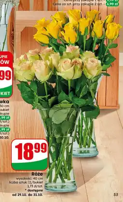Dino Róże oferta