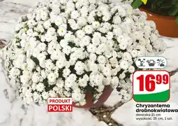 Dino Chryzantema drobnokwiatowa oferta