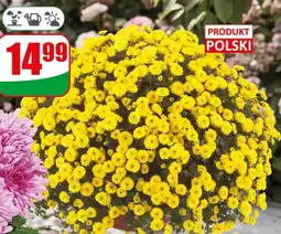 Dino Chryzantema drobnokwiatowa oferta