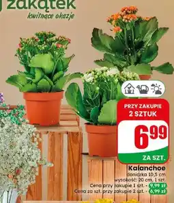 Dino Kalanchoe oferta
