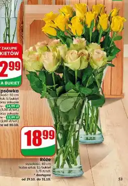 Dino Róże oferta