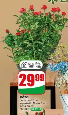 Dino Róża oferta
