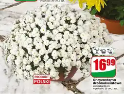 Dino Chryzantema drobnokwiatowa doniczka 21 cm oferta