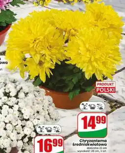Dino Chryzantema średniokwiatowa doniczka 21 cm oferta