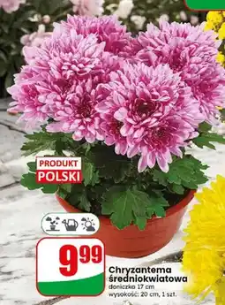 Dino Chryzantema średniokwiatowa doniczka 17 cm oferta
