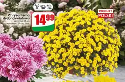 Dino Chryzantema drobnokwiatowa doniczka 19 cm oferta