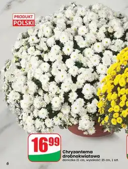 Dino Chryzantema drobnokwiatowa doniczka 21 cm oferta