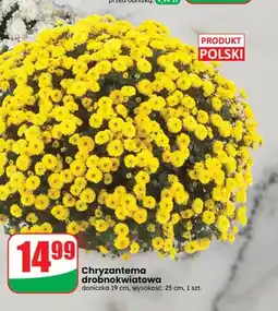Dino Chryzantema drobnokwiatowa doniczka 19 cm oferta
