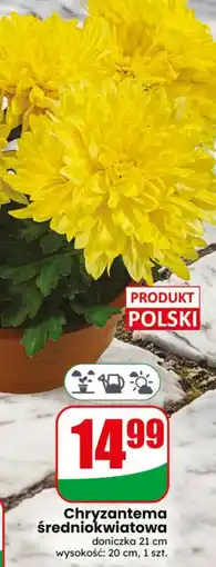 Dino Chryzantema średniokwiatowa oferta
