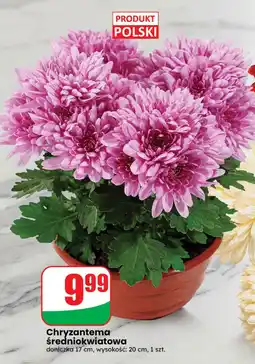Dino Chryzantema średniokwiatowa oferta
