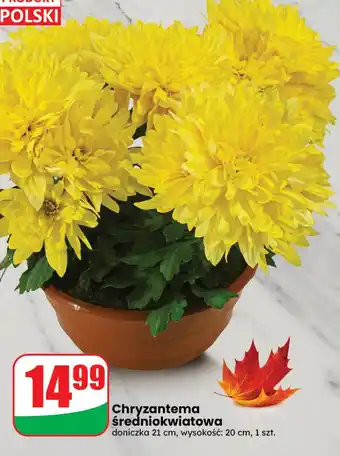 Chryzantema średniokwiatowa