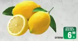 TomiMarkt Cytryna oferta