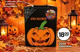 Żabka Dynia Halloween oferta