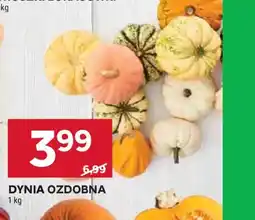 Stokrotka Dynia ozdobna oferta
