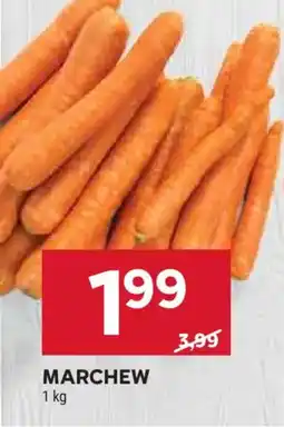 Stokrotka Marchew oferta