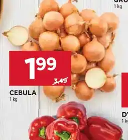 Stokrotka CEBULA oferta