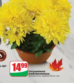 Dino Chryzantema oferta
