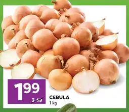 Stokrotka Cebula oferta
