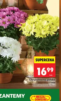 Biedronka Chryzantema polska Time oferta