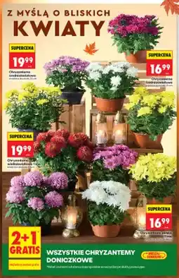 Biedronka Chryzantema wielkokwiatowa Time średnica doniczki 21 cm oferta