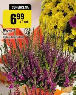 Polomarket Wrzos średnica doniczki 11 cm oferta