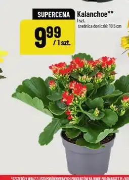 Polomarket Kalanchoe średnica doniczki 10,5 cm oferta