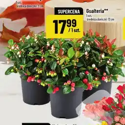 Polomarket Gualteria średnica doniczki 12 cm oferta