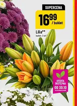 Polomarket Lilia oferta
